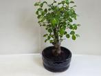 Japanese iep bonsai (Zelkova) - Hoogte (boom): 13 cm -