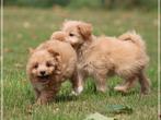 Leuke Gezelschapshondjes., Nederland, Parvo, Overige rassen, 8 tot 15 weken