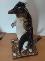 Pinguïn Taxidermie volledige montage - Eudyptes sp. - 40 cm, Nieuw