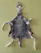 Karakul Astrakan Taxidermie volledige montage - Ovis Aries -, Nieuw