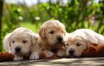 Golden Retriever pups uit HD en ED vrij ouders vader m stamb, Parvo, Meerdere, Golden retriever, 8 tot 15 weken