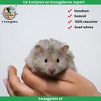 Lieve handtamme langharige Goudhamsters /Syrische hamsters !, Dieren en Toebehoren, Knaagdieren, Meerdere dieren, Hamster, Tam