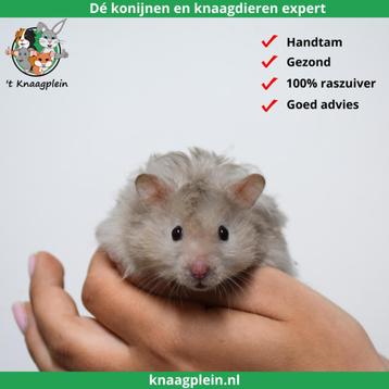 Lieve handtamme langharige Goudhamsters /Syrische hamsters ! beschikbaar voor biedingen