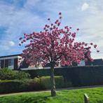 Sierkers boom | Prunus Kanzan | roze bloesem