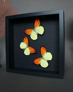 Vlinder Taxidermie volledige montage - Hebomoia leucippe -, Antiek en Kunst