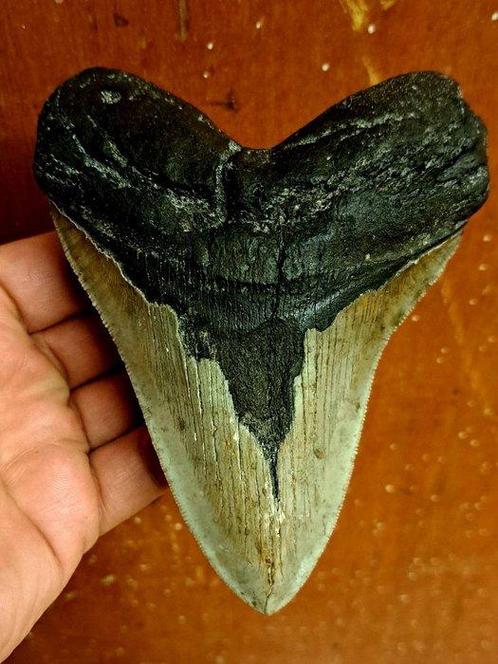 Megalodon - Fossiele tand - beautiful *art*  piece, Verzamelen, Mineralen en Fossielen