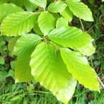 Fagus sylvatica ( groene beuk ), Ophalen, Beukenhaag, Haag, 100 tot 250 cm