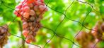 30x15m Vogelnet Sterk Herbruikbaar Tuin Vijver Fruit Bescher, Verzenden, Nieuw