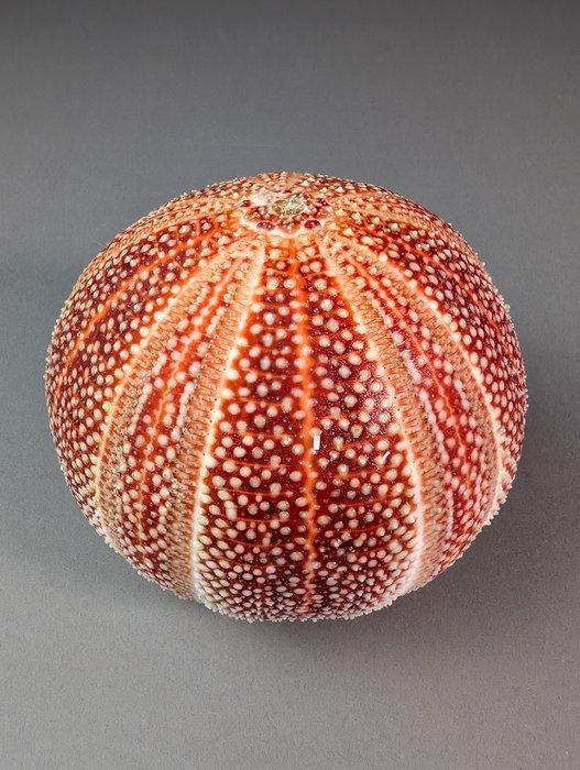 Grote Zee-egel Specimen Zeeschelp - Sphaerechinus escludenti, Verzamelen, Dierenverzamelingen
