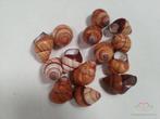 Rufogaster Landsnail 15 stuks 4cm spits Landslak, Ophalen of Verzenden, Nieuw
