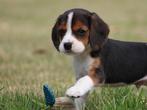 Leuke Gezelschapshondjes., Nederland, Parvo, Overige rassen, 8 tot 15 weken
