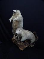 Alpine Marmots - Bot - Marmota marmota - 50 cm - 70 cm - 40, Verzamelen, Dierenverzamelingen, Nieuw