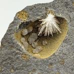 Ster van aragoniet met calciet in geode van basalt, Sardinië, Verzamelen, Mineralen en Fossielen