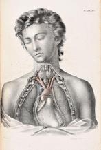 CLOQUET, Jules Germain. - HUGE FOLIO: Anatomie de lHomme,, Antiek en Kunst