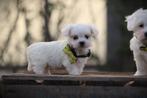 Maltezer pups, gecontroleerde ouders, Belgisch fokker, Dieren en Toebehoren, Parvo, België, Maltezer, Reu