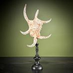 Decoratief ornament (2) - NO RESERVE PRICE - Stunning Set of, Antiek en Kunst