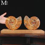 Prehistorische elegantie: Cleoniceras Sezionata -