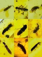 Barnsteen - 100 pieces of insect amber, Burmese amber, sold