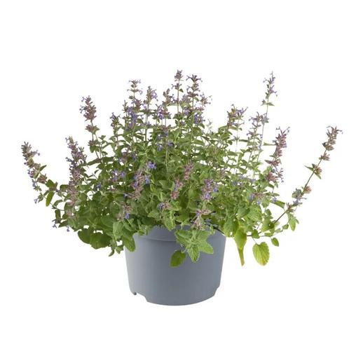 Nepeta faassenii (blauw, Paars, vaste planten) (blauw), Tuin en Terras, Planten | Tuinplanten, Bodembedekkers, Vaste plant, Halfschaduw