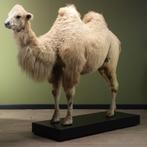 Kameel Taxidermie Opgezette Dieren By Max, Verzamelen, Dierenverzamelingen, Ophalen of Verzenden, Nieuw, Wild dier, Opgezet dier