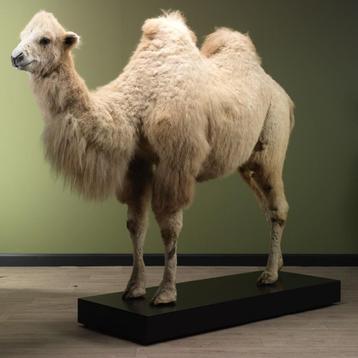Kameel Taxidermie Opgezette Dieren By Max beschikbaar voor biedingen