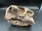 Dinosaurus - Fossiele schedel - Psittacosaurus sp. - 13 cm -