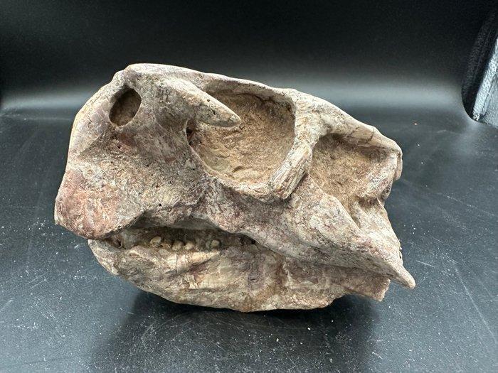 Dinosaurus - Fossiele schedel - Psittacosaurus sp. - 13 cm -, Verzamelen, Mineralen en Fossielen