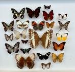 Vlinder Taxidermie volledige montage - Lepidoptera Sp. - 31, Verzamelen, Dierenverzamelingen, Nieuw