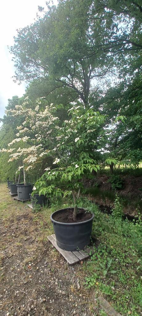 Cornus kousa Stellar pink kornoelje, Tuin en Terras, Planten | Bomen, Ophalen