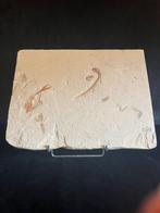 Vis - Fossiel skelet - Multiple fishes - 30 cm - 40.5 cm