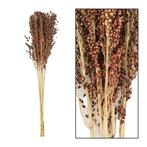 Siergras 8st 40-65 cm droogbloemen, Ophalen of Verzenden, Nieuw