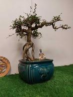 Japanese iep bonsai (Zelkova) - Hoogte (boom): 40 cm -, Antiek en Kunst