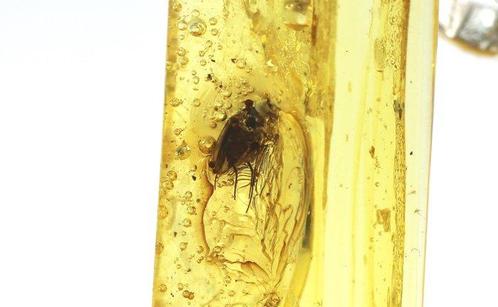 Authentieke Baltische amber met fossiele, Verzamelen, Dierenverzamelingen