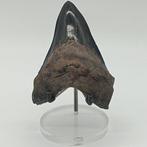 Jetzwart - Fossiele tanden - Otodus (Carcharocles) megalodon, Verzamelen, Mineralen en Fossielen