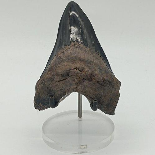 Jetzwart - Fossiele tanden - Otodus (Carcharocles) megalodon, Verzamelen, Mineralen en Fossielen