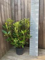 50 stuks Rhododendron Ponticum 60 cm Lila, Tuin en Terras, Planten | Struiken en Hagen, Haag, Minder dan 100 cm, Rhododendron