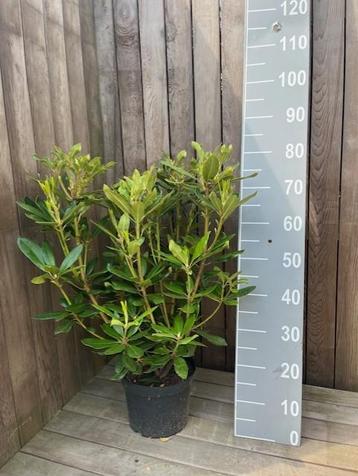 50 stuks Rhododendron Ponticum 60 cm Lila