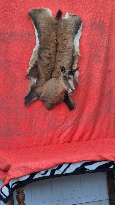 Gems Taxidermie volledige montage - Rupicapra rupicapra -, Verzamelen, Dierenverzamelingen