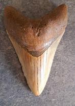 Megalodon - Fossiele tand - Otodus (Carcharocles) megalodon, Verzamelen
