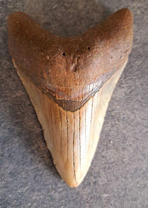 Megalodon - Fossiele tand - Otodus (Carcharocles) megalodon, Verzamelen, Mineralen en Fossielen