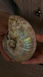 Nautilus - Fossiel skelet - Ammonite Cleoniceras - Large -, Nieuw