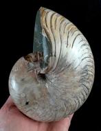 Uitstekende parelachtige nautilus!!! - Gefossiliseerd dier -, Verzamelen, Mineralen en Fossielen