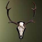 Edelhert Gewei Schedel Taxidermie Opgezette Dieren By Max, Ophalen of Verzenden, Nieuw, Wild dier, Opgezet dier
