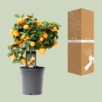 Citrus Calamondin - Ø15cm - 40cm, Verzenden, Nieuw