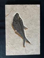 Vis - Fossiel skelet - Diplomystus - 38 cm - 56 cm, Verzamelen, Mineralen en Fossielen