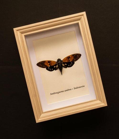 Cicade Taxidermie volledige montage - Ambragaena ambra -, Verzamelen, Dierenverzamelingen