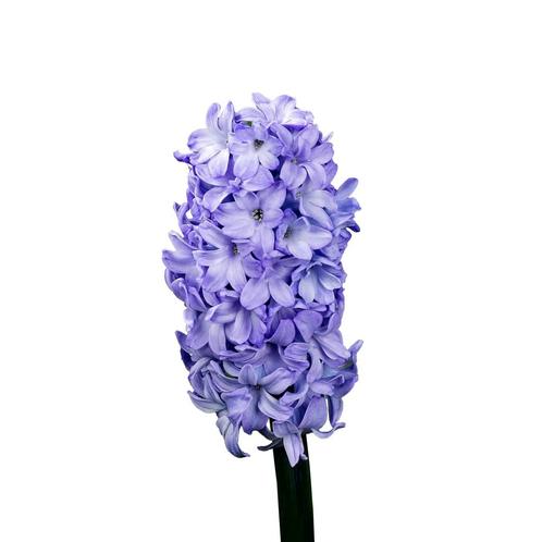 Bloembollen - 50 x Hyacint Purple Blush - paars, Tuin en Terras, Bloembollen en Zaden, Bloembol, Voorjaar, Volle zon, Verzenden