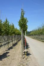 Bever boom magnolia kobus, Volle zon, Verzenden, Overige soorten, Lente