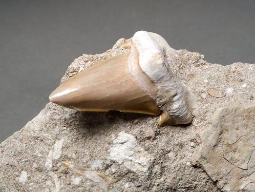 Vullis tand - Fossiele tand - Lamna aschersoni - 14 cm - 9, Verzamelen, Mineralen en Fossielen