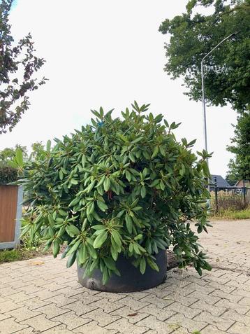 5x Rododendron Rhododendron Roseum Elegans, Sierheester beschikbaar voor biedingen